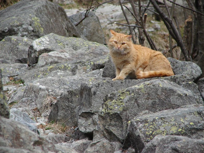 Rifugio Tavecchia