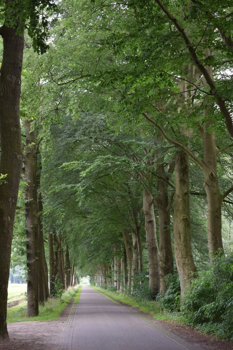 Elzenbos bed en Camping