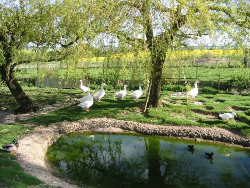 Swaynes Firs Farm