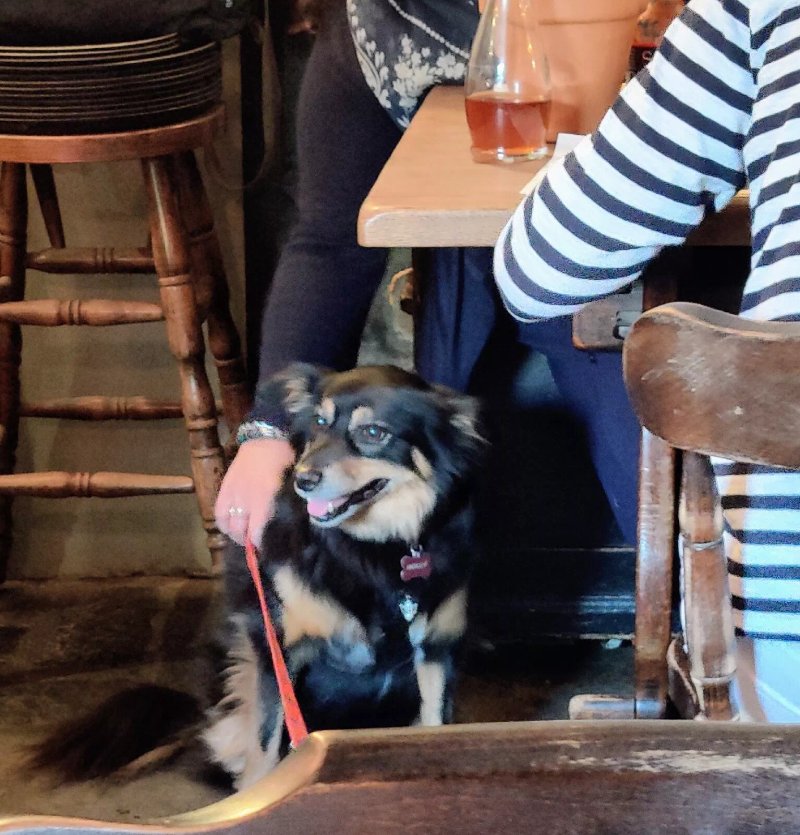 The Black Lion