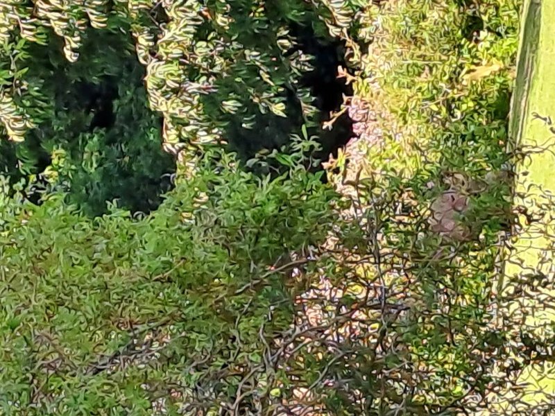 Flowery Dell Luxury Pine Lodges