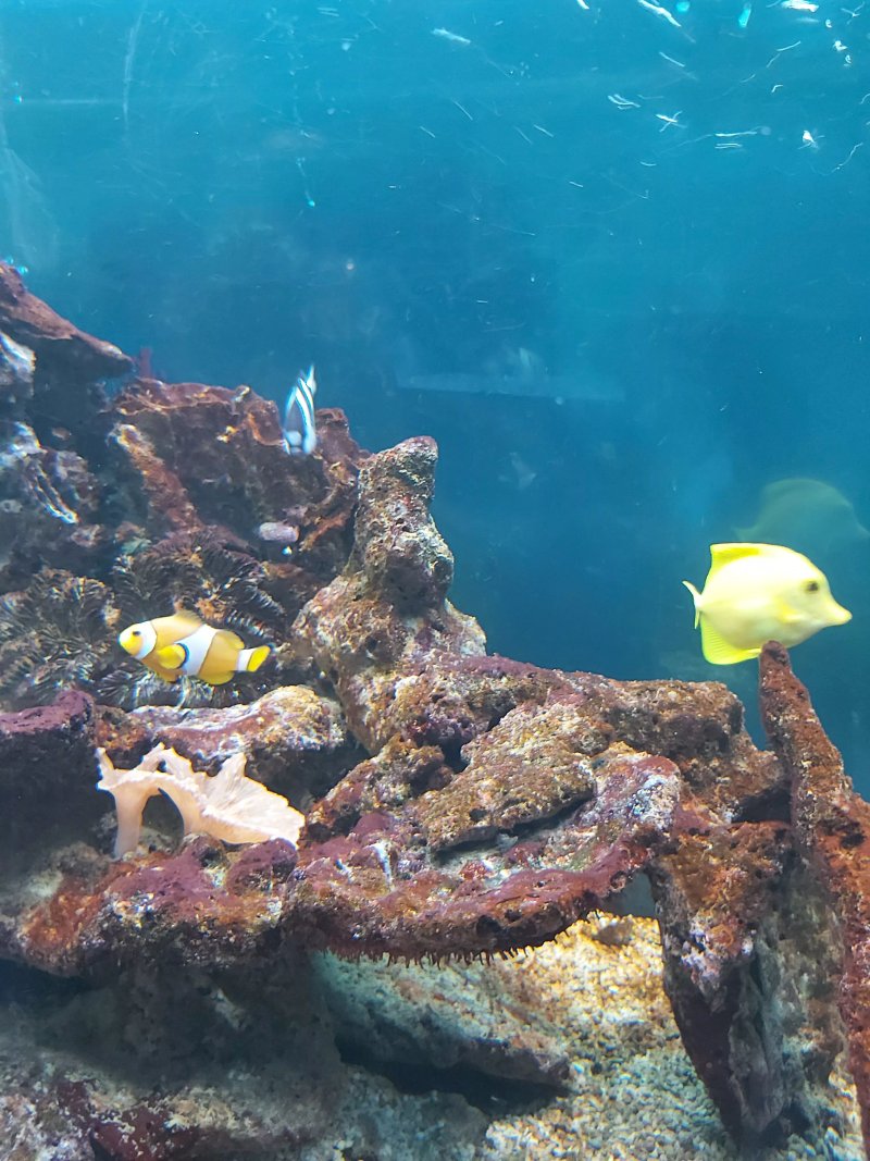 Acquario Mediterraneo dell'Argentario