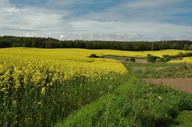 Tidselkroggaard