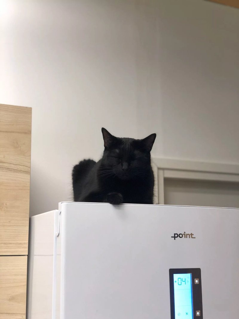 Freija Kissakahvila - Cat Cafe