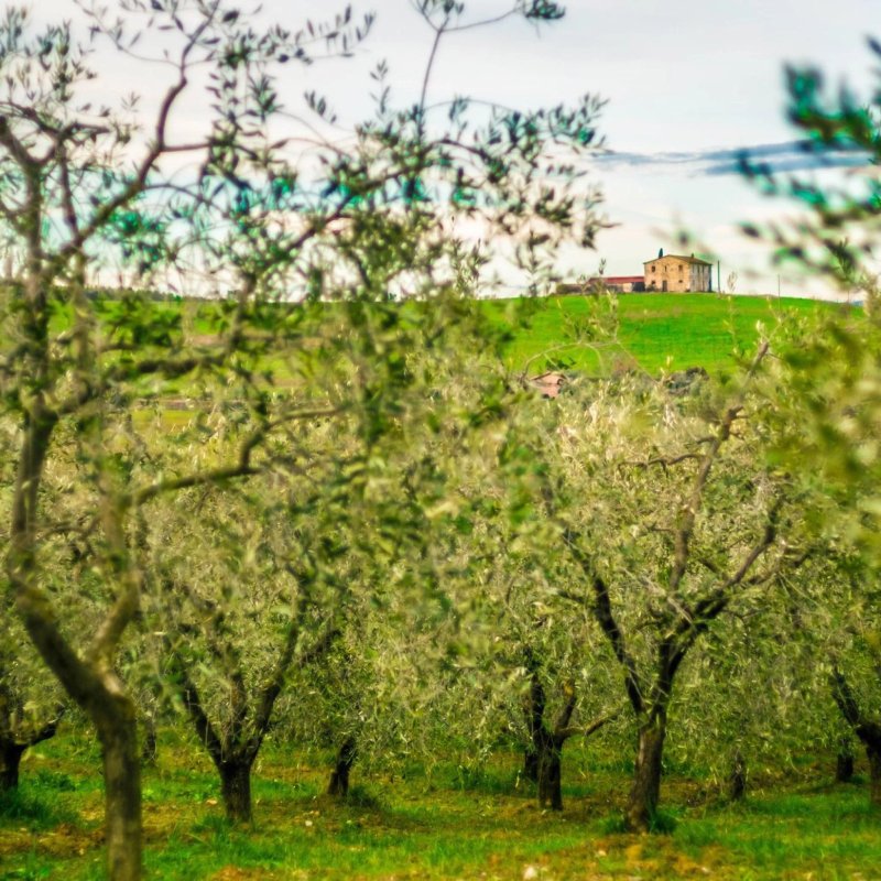 Agriturismo Bagnaia