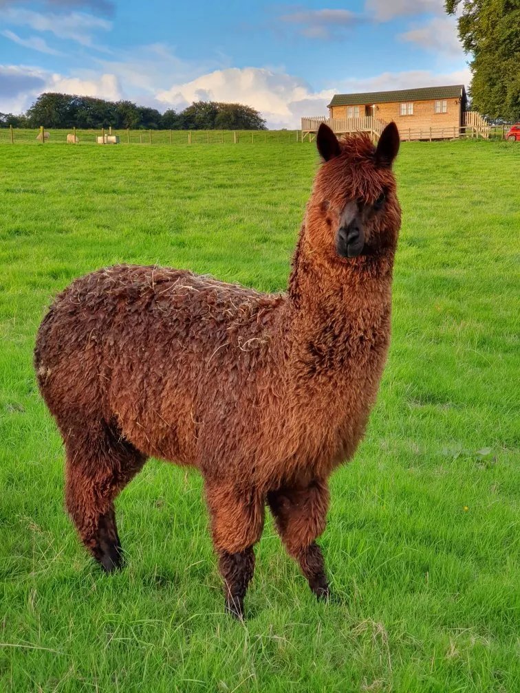 Nettwood Farm