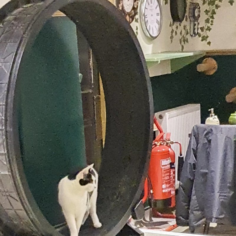 Lady Dinah's Cat Emporium