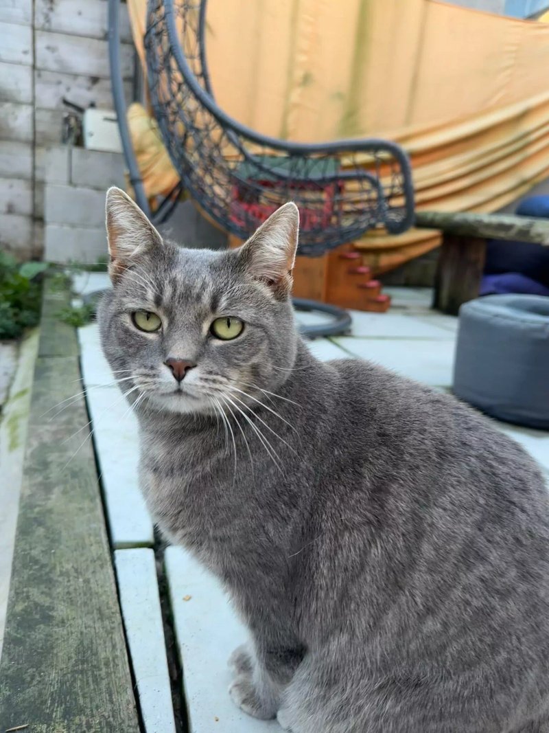 Cat Village North