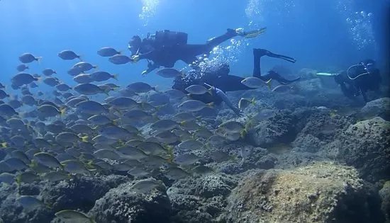 Dive Your Way