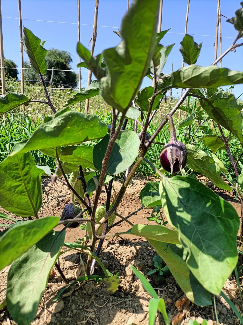 Agriturismo e Azienda Agricola Torsivi