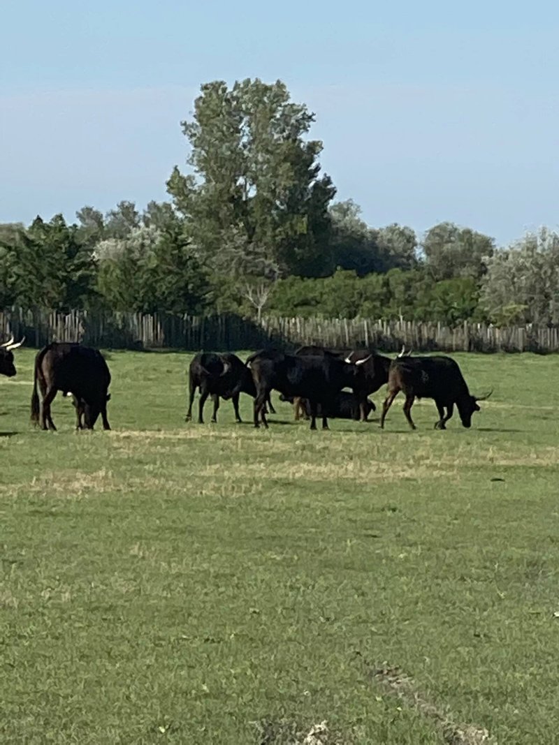 L'Estelle en Camargue