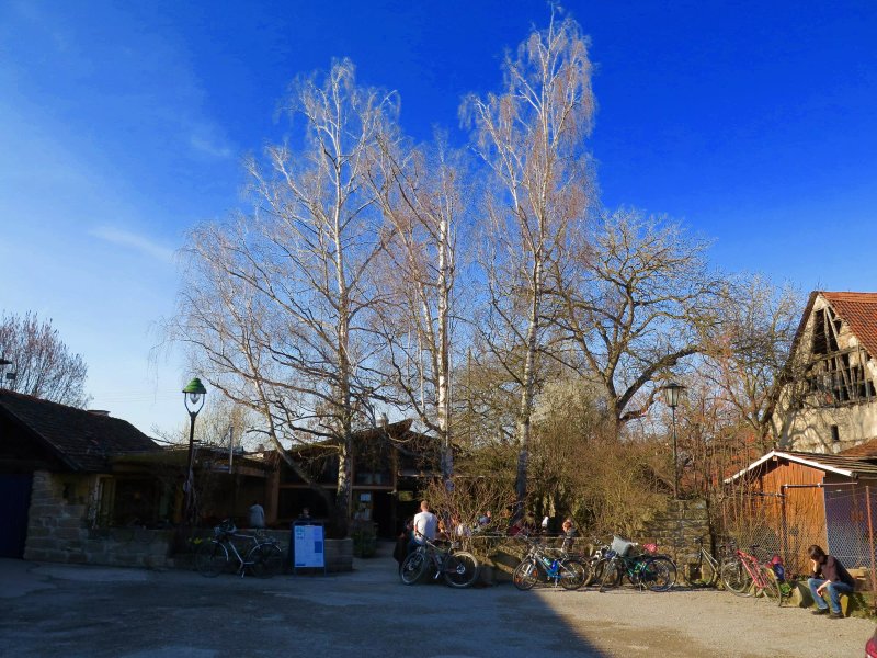 Gruner Baum
