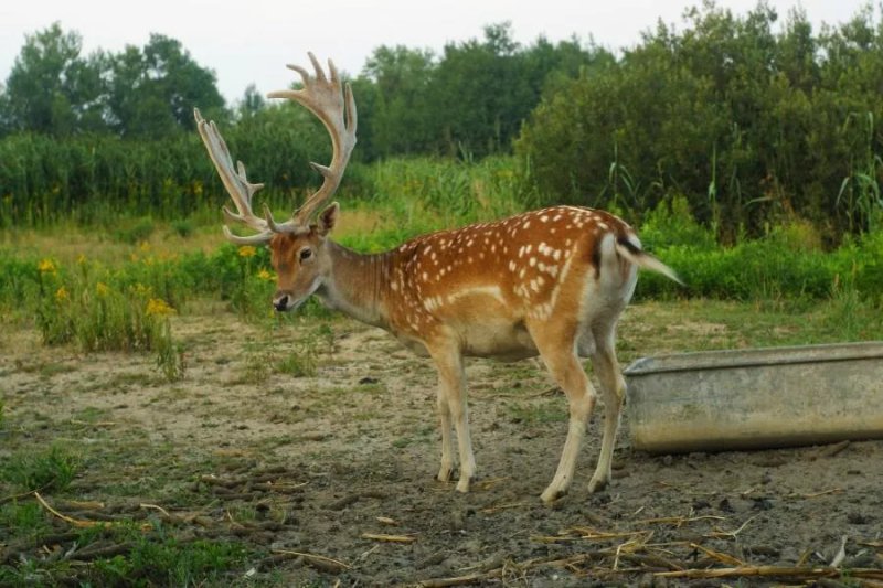 Karczma Rybna Ruda Zmigrodzka