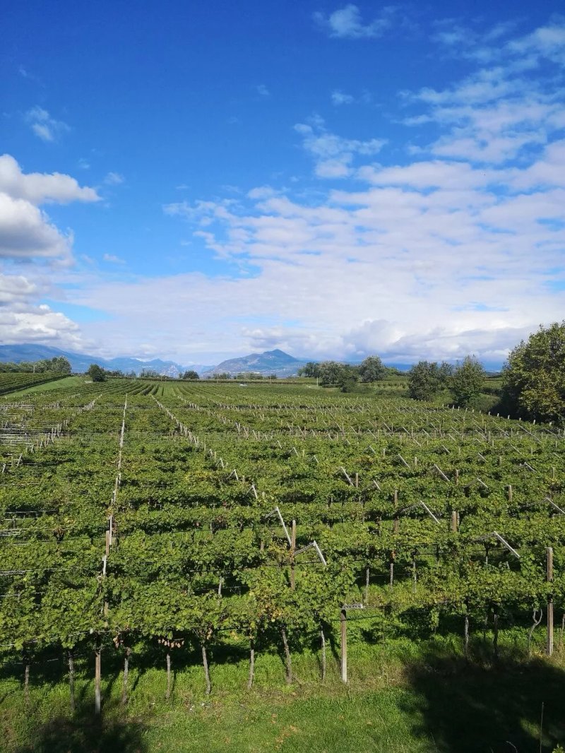 Agriturismo Le Tese