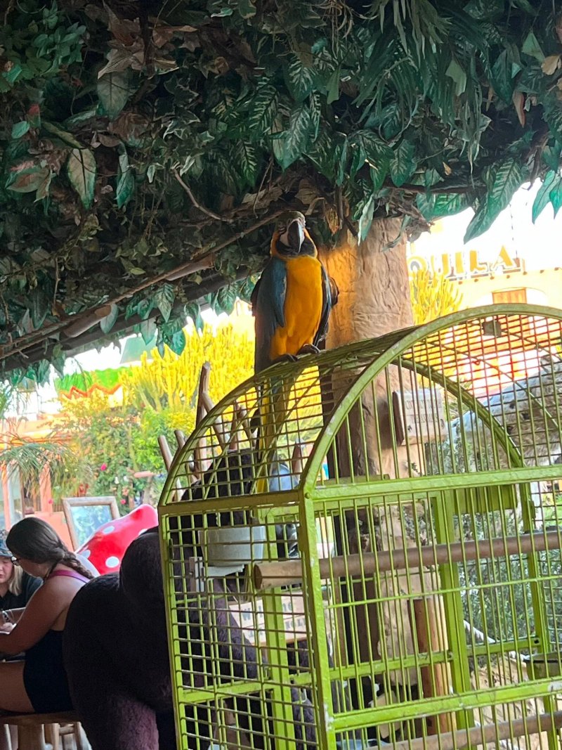 Jungle Mania