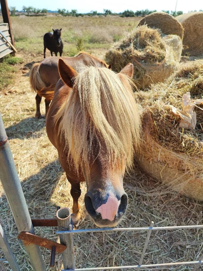 Agriturismo dei Panzanari