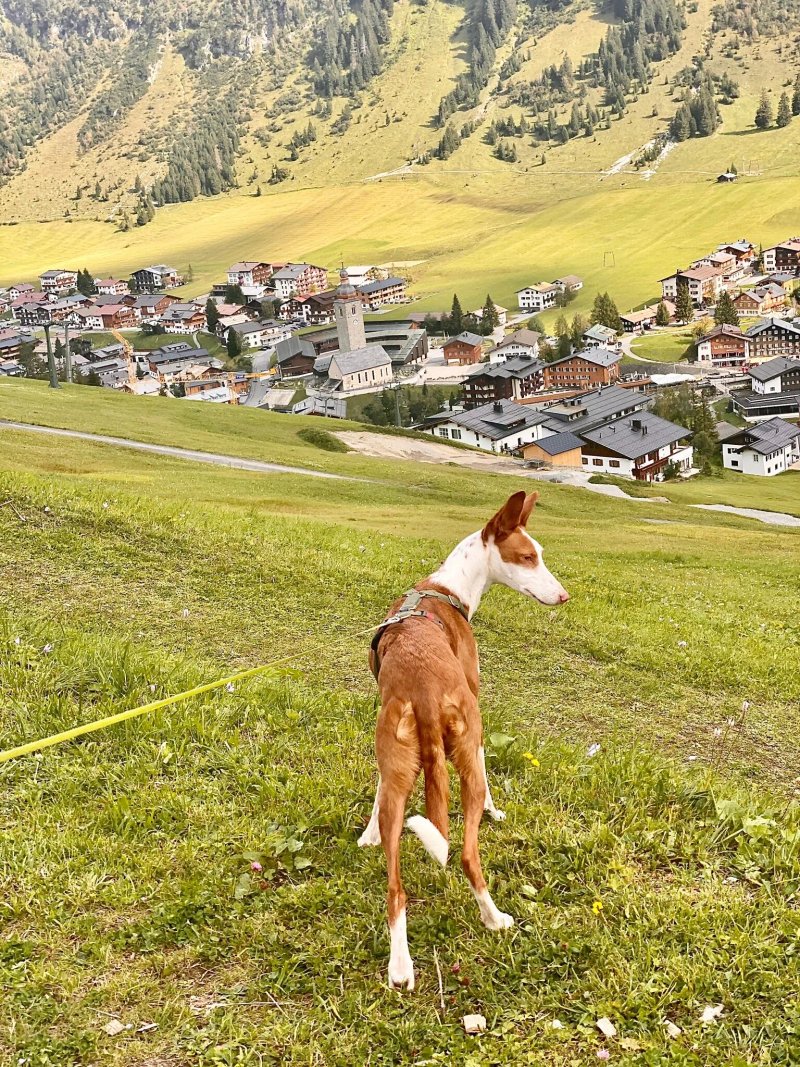 Rud-Alpe Gastronomie