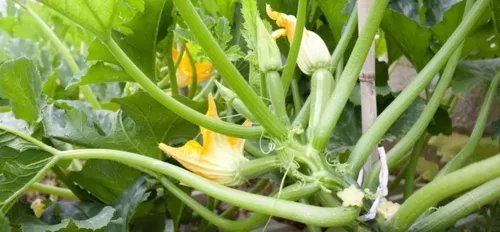 Veggie Garden Athens B&B
