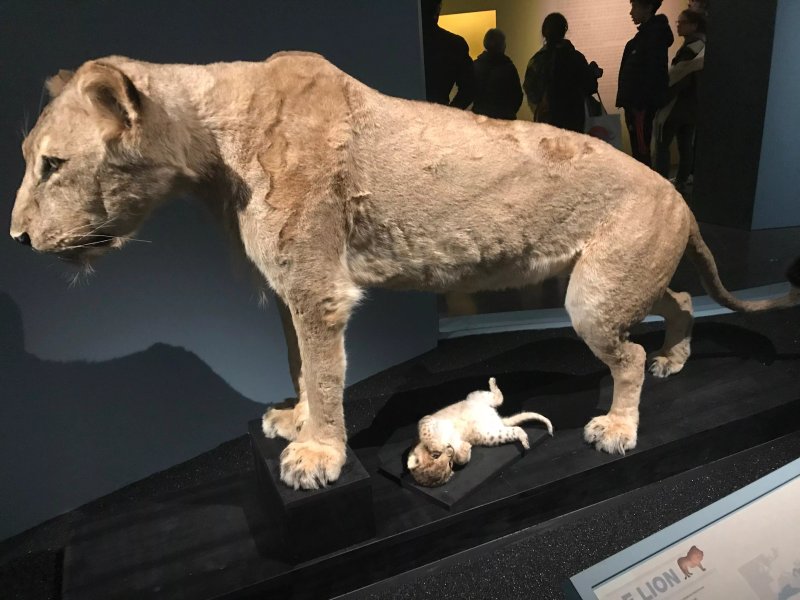 Grotte Chauvet 2 Ardèche