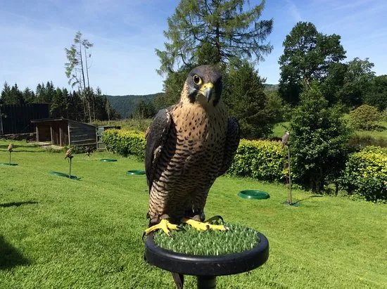 Kintail Birds of Prey Argyll