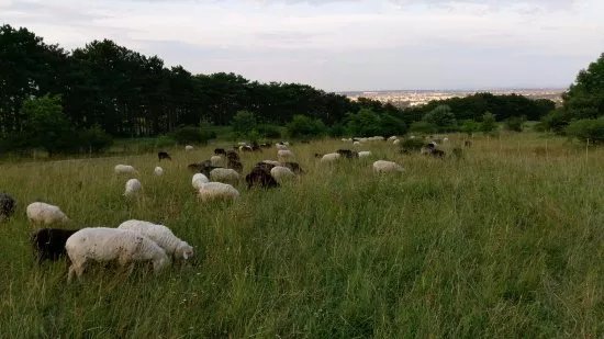 Die Perchtoldsdorfer Heide