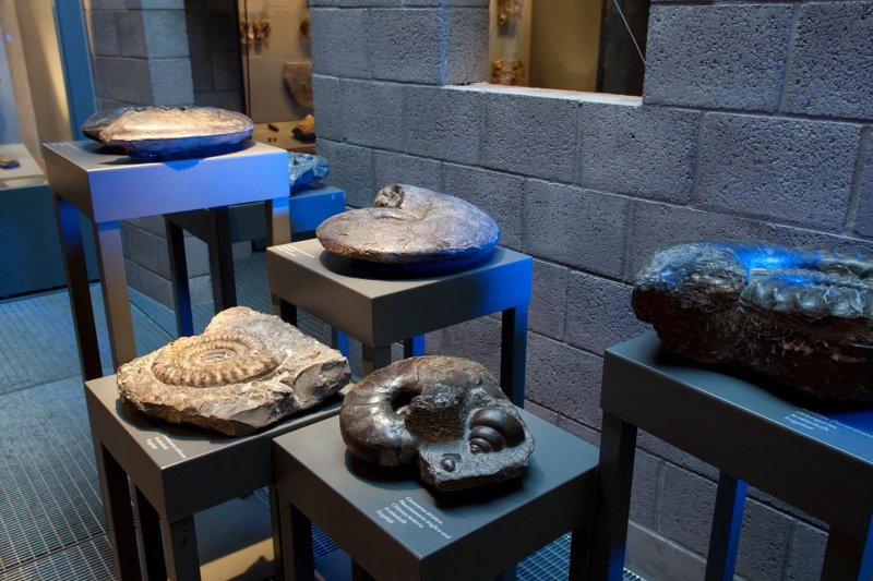 Fossilienmuseum der Holcim