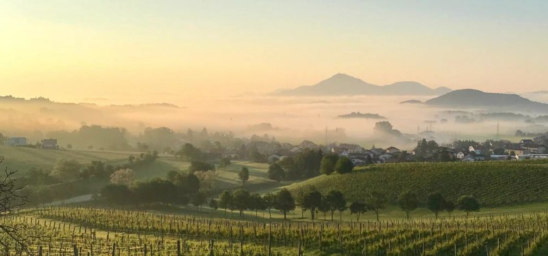 Wine Grower's Mansion Zlati Gric