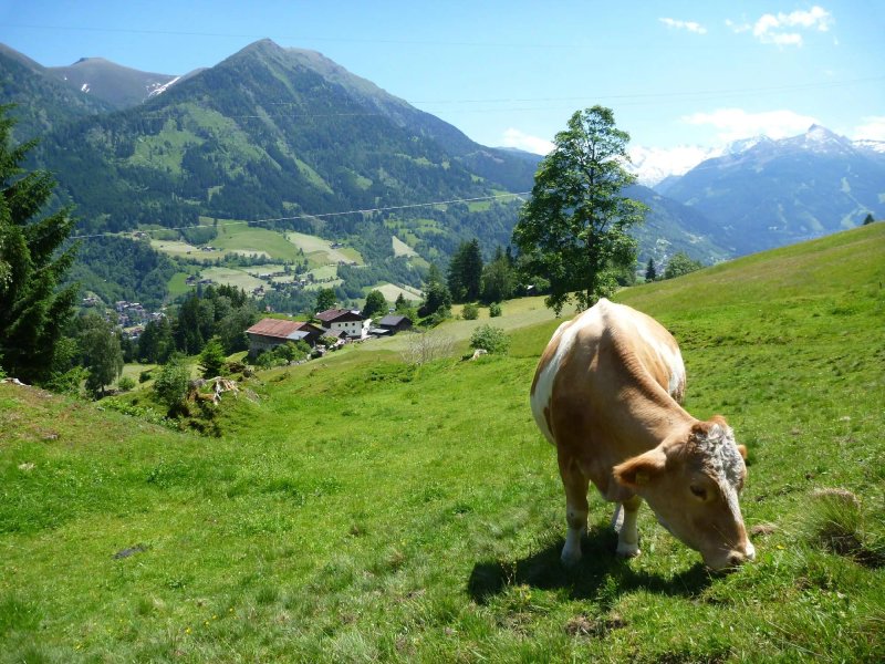 Biohof Maurachgut