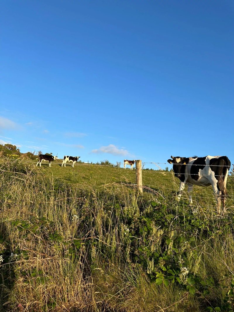 Penrhyn Farm Camping