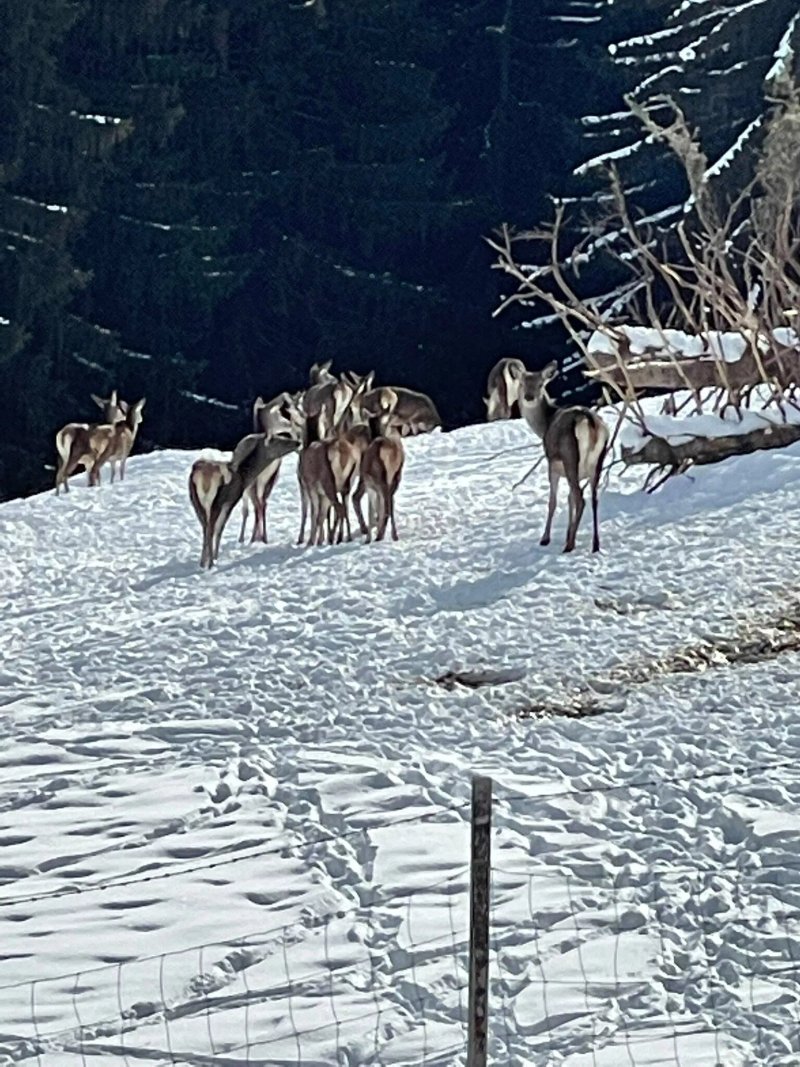 Kosslbacher Alm