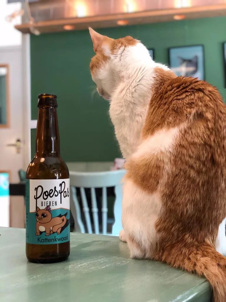 Kattencafe PoesPas