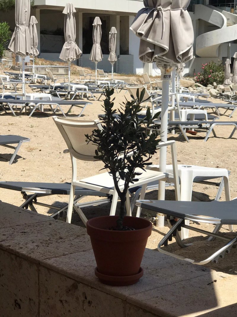 Elia Greek Taverna