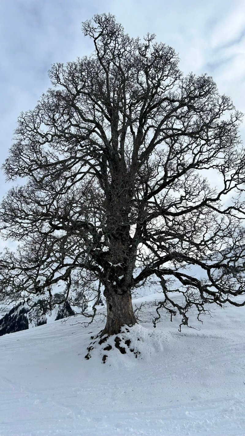 Skihutte & Alphotel Schwand