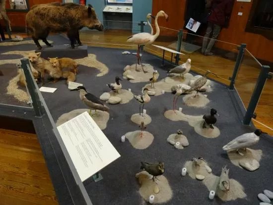 Natural History Museum of Nice