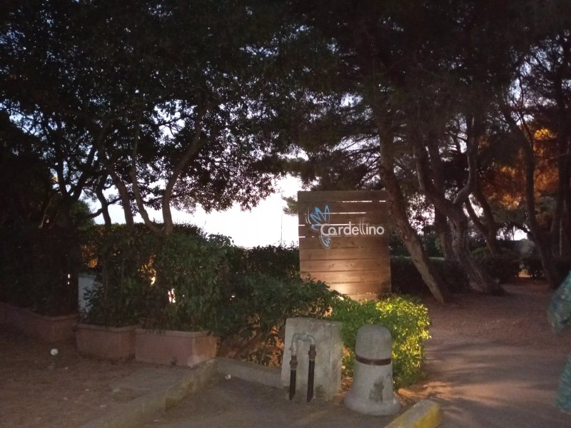 Il Cardellino