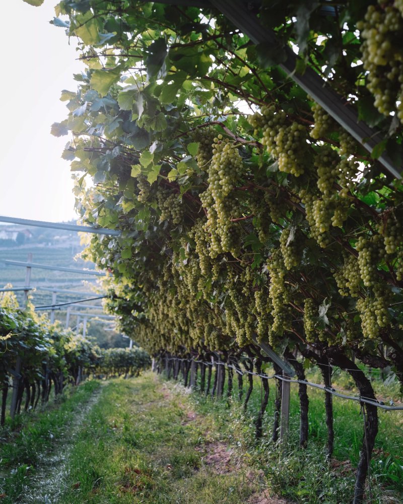 Cantina Simoni - Azienda Agricola
