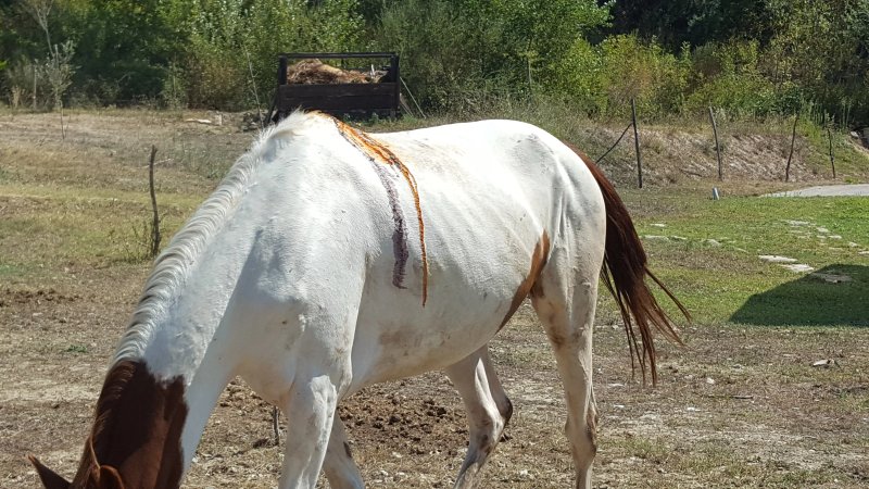 Sosta mediterranea - Oasi Alento