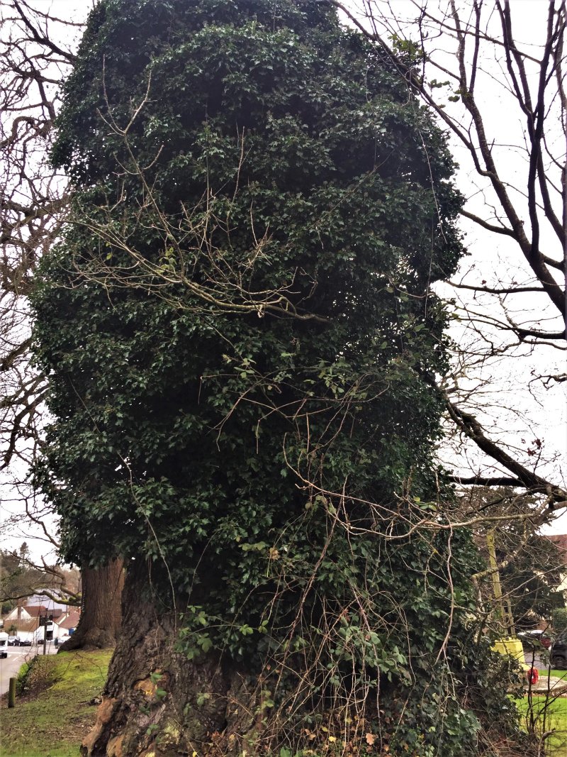 Queen Elizabeth's Oak