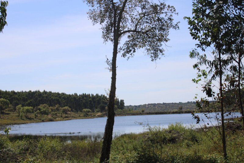 Nature Forest