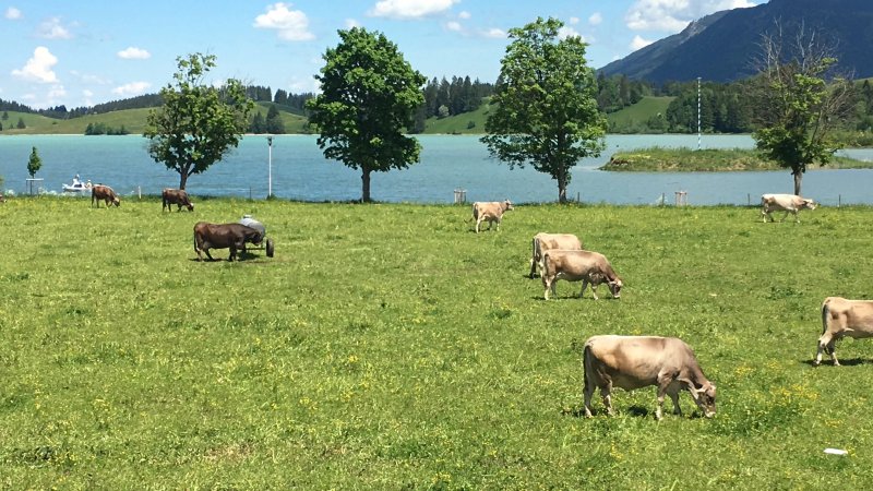 Gasthof Seeklause