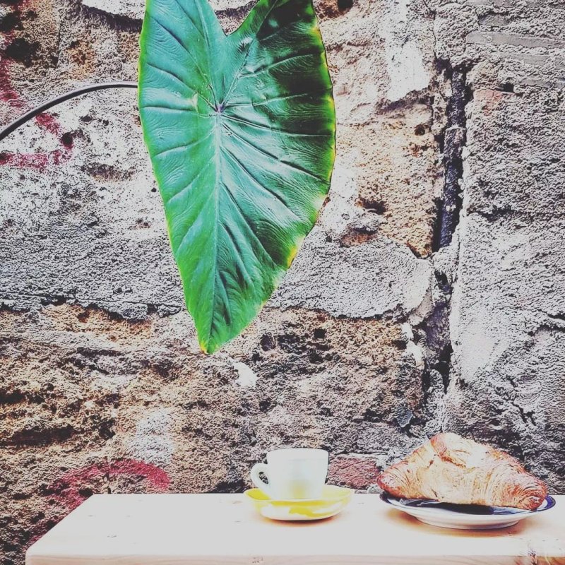 Botanico BAR