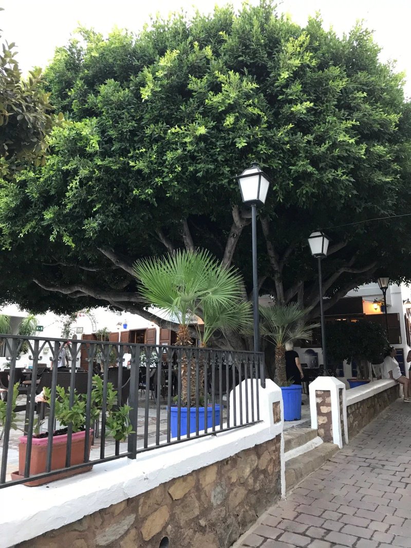 Restaurante Casa Minguito