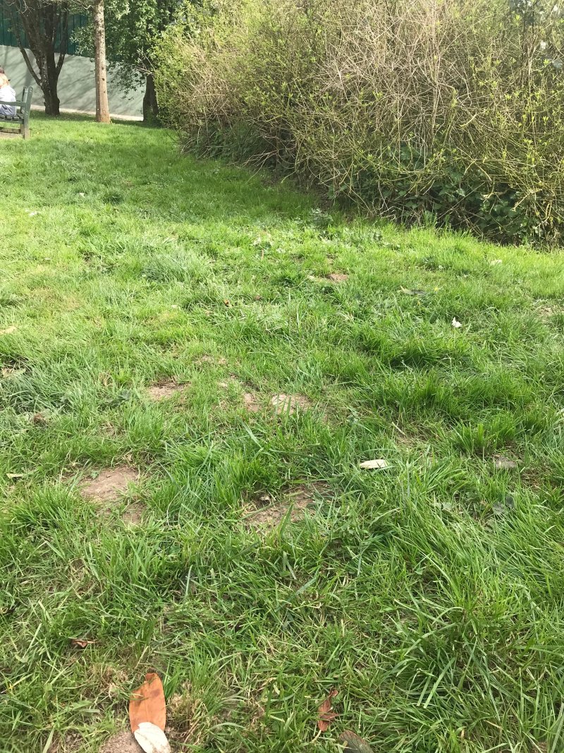 Dennlys Parc