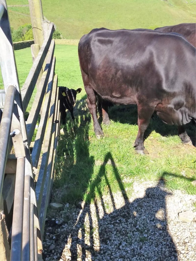 Coddy's Farm