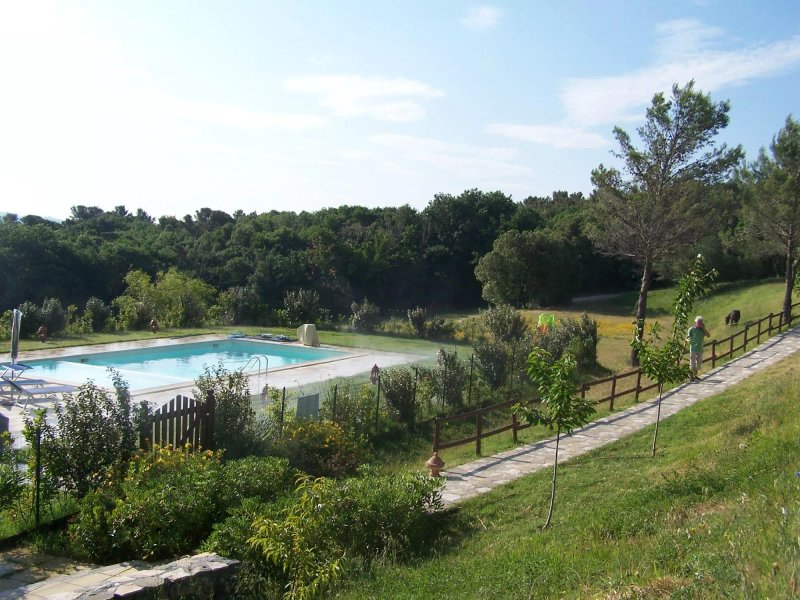 Erba di Campo