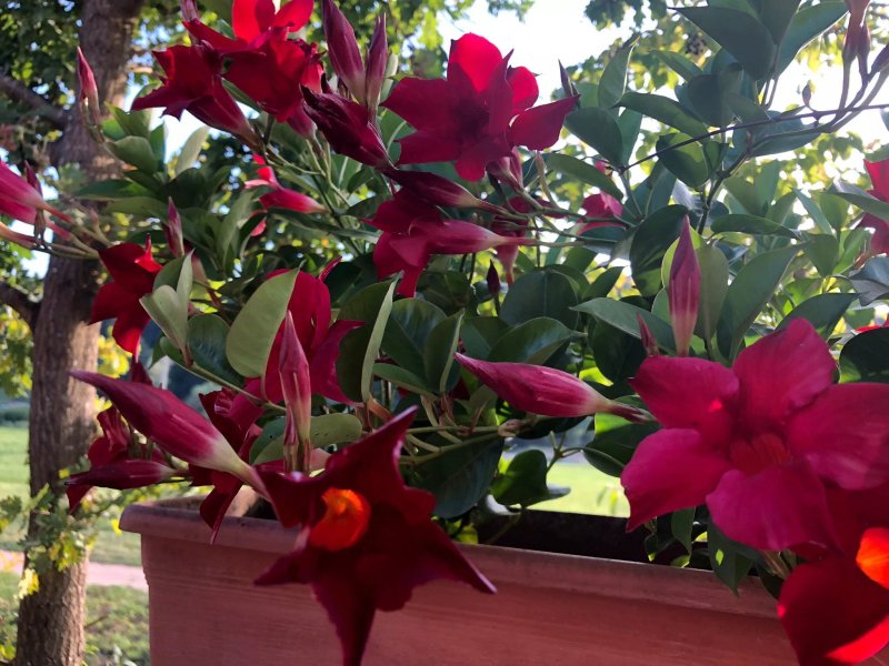 Pizzeria Da Enzo
