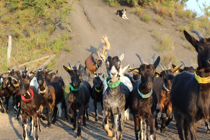 Les Chevrettes