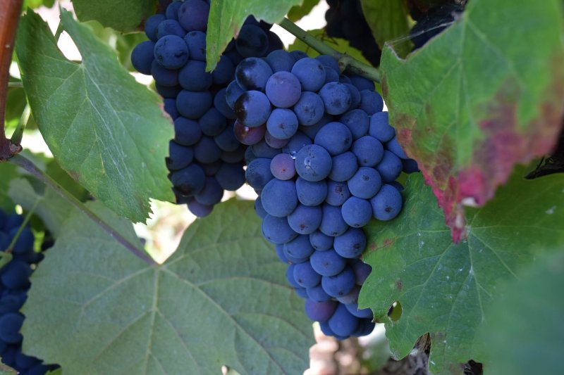 Quinta do Condestavel - Guest House & Health Retreat