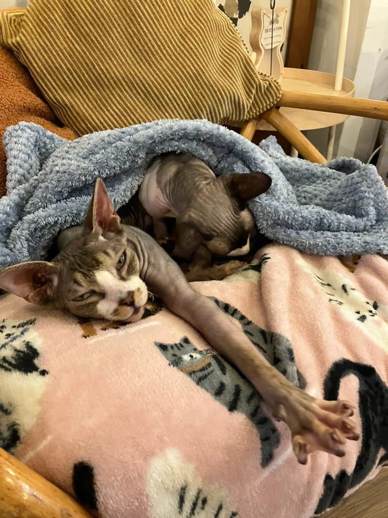 Canterbury Tails Cat Cafe