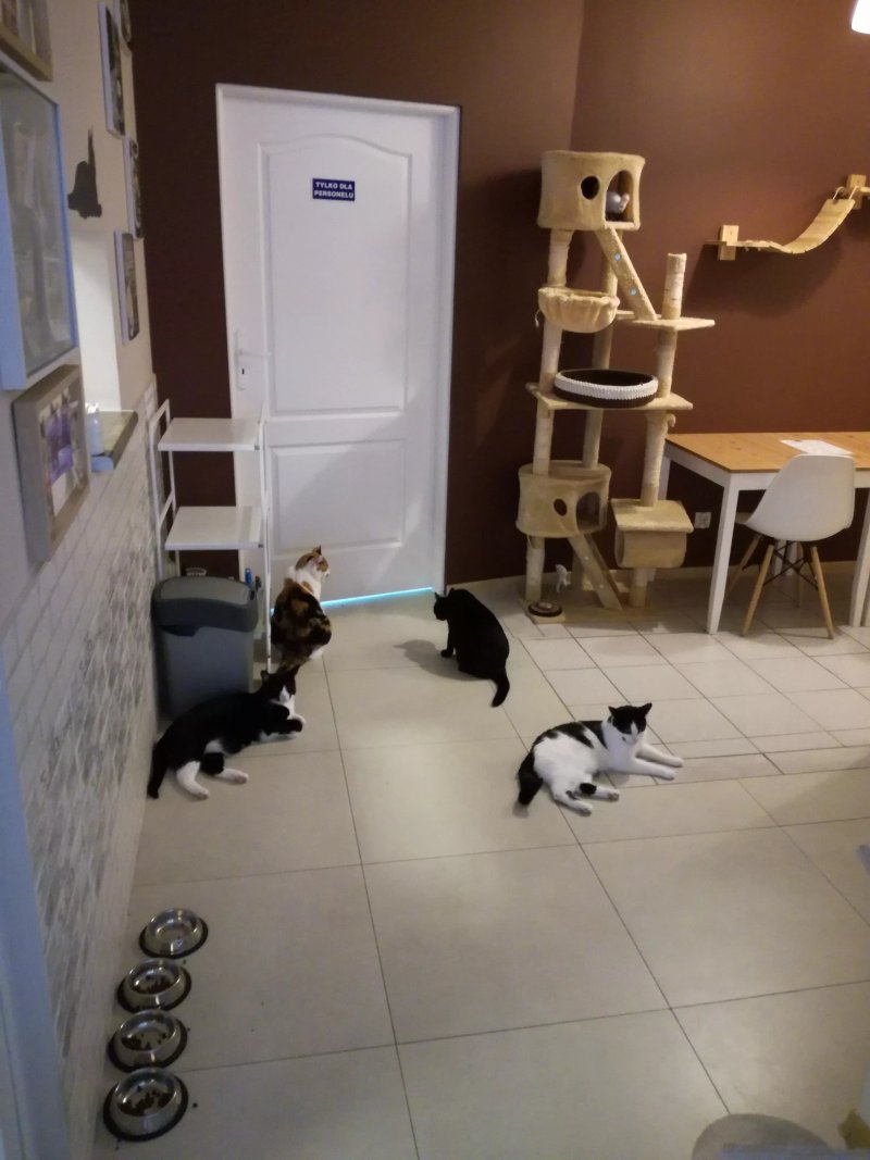 Bialy Kot (White Cat) Cat Cafe